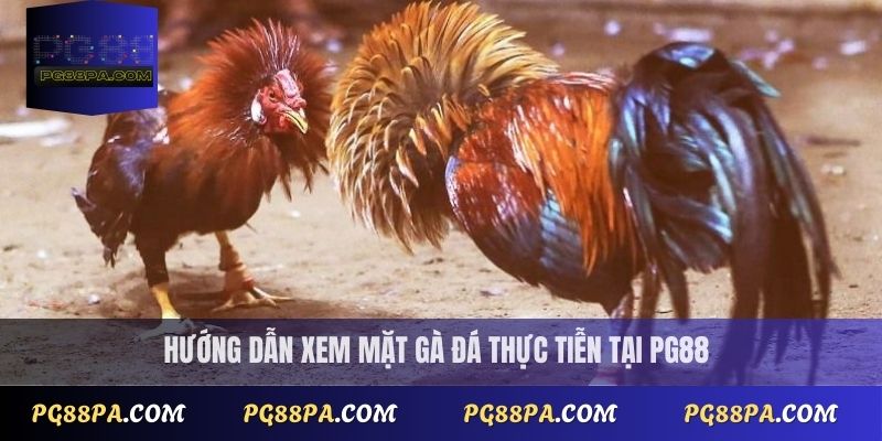 Hướng dẫn xem mặt gà đá thực tiễn tại PG88