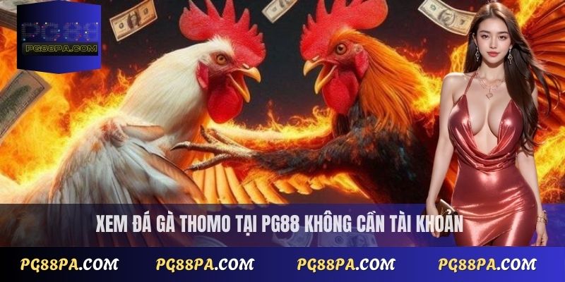 Xem trực tiếp đá gà Thomo tại PG88 không cần tài khoản