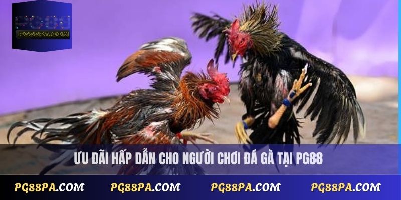 Ưu đãi hấp dẫn cho người chơi đá gà tại PG88
