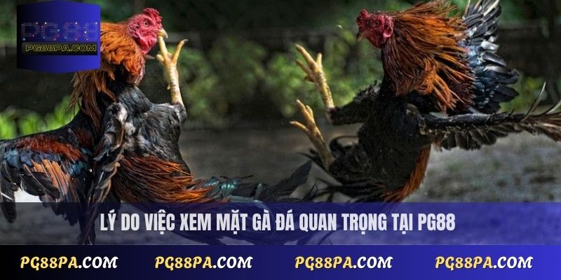 Lý do việc xem mặt gà đá quan trọng tại PG88