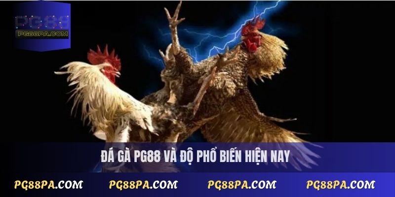 Đá gà PG88 và độ phổ biến hiện nay